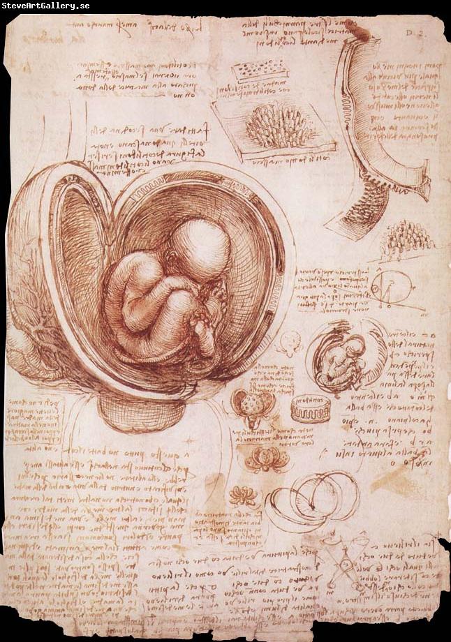 LEONARDO da Vinci The embryo in the Uterus
